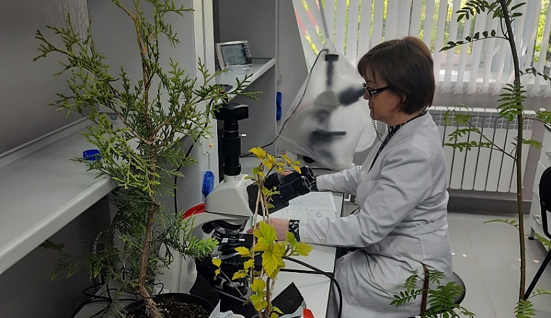 Калужские специалисты проверили почти 400 тысяч горшечных растений для продажи