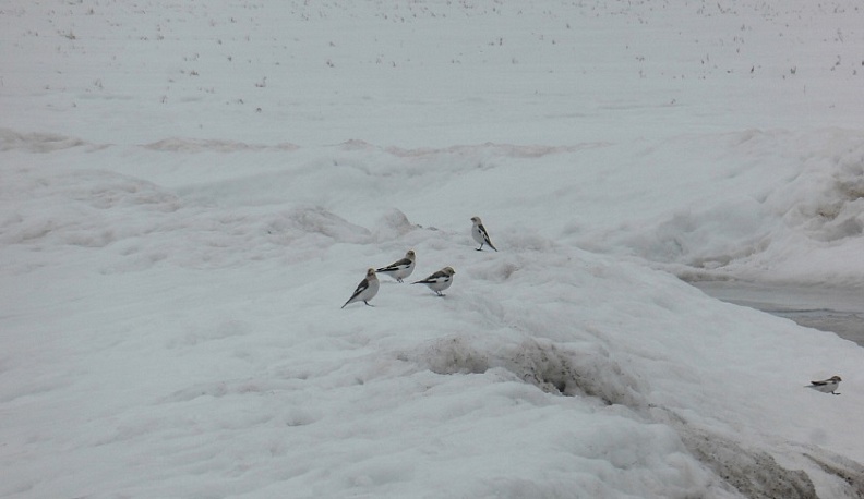 В Калужскую область вернулись первые жаворонки