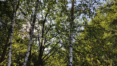 В Калужской области втрое увеличат финансирование на проверку радиации в лесах