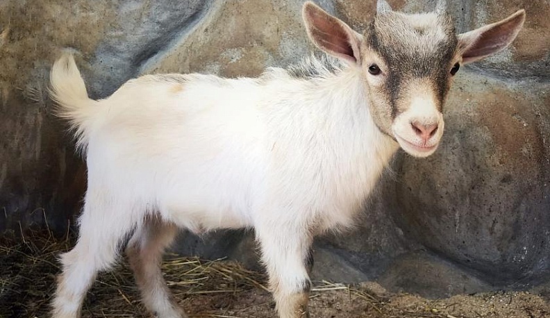 В калужском зоопарке юной козочке выбрали имя
