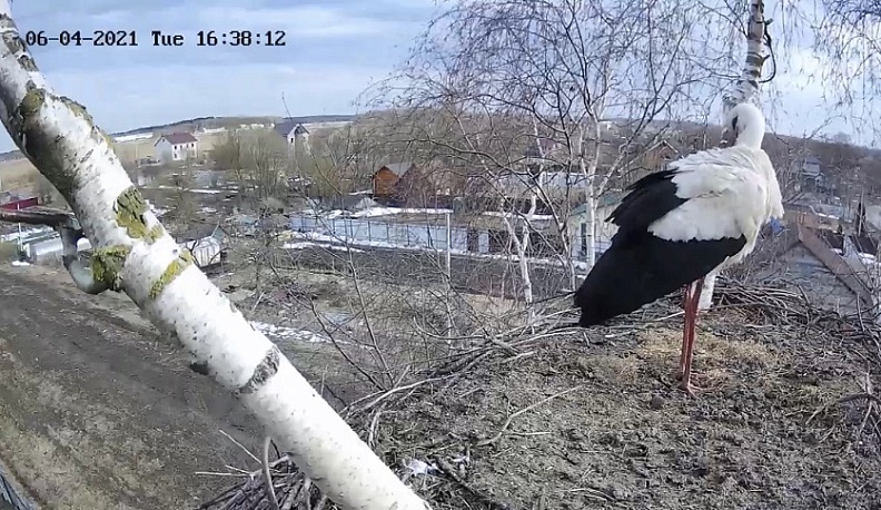 В Калуге ведут прямой эфир из гнезда аиста