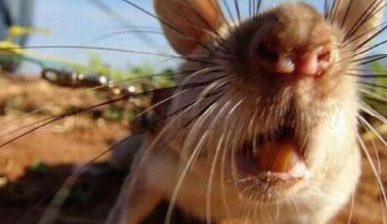 В Жуковском районе обнаружили мышь с подозрением на бешенство