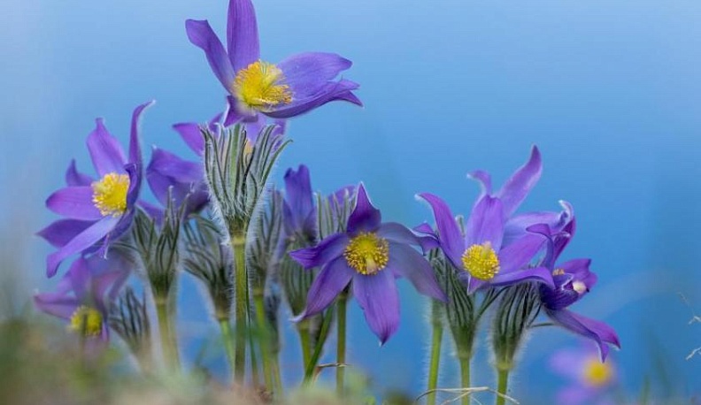 В Обнинске продлен прием работ на международный фотоконкурс «В объятьях природы»