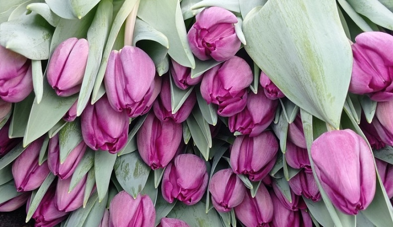 Владислав Шапша поздравил жителей Кондрова и Мосальска с Днем города