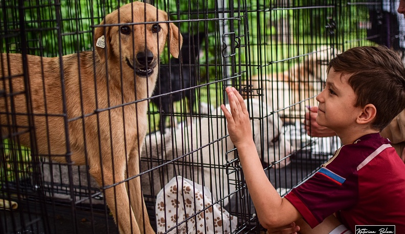 В Калуге прошла ярмарка по пристройству питомцев