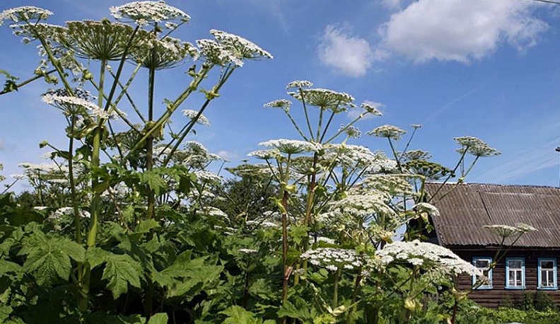 Борщевик или человек: кто кого? 