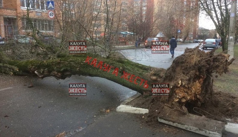В Калуге на улице Огарева упало дерево