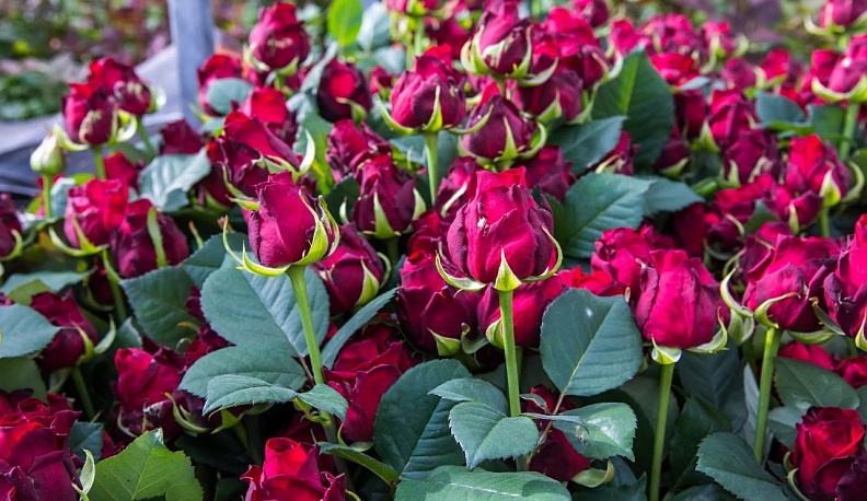 В Калужской области планируется построить тепличный комплекс по выращиванию роз и овощей