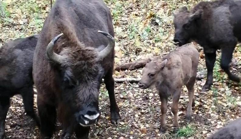 Зубры с телятами попали в объективы фотоловушек в Калужской области