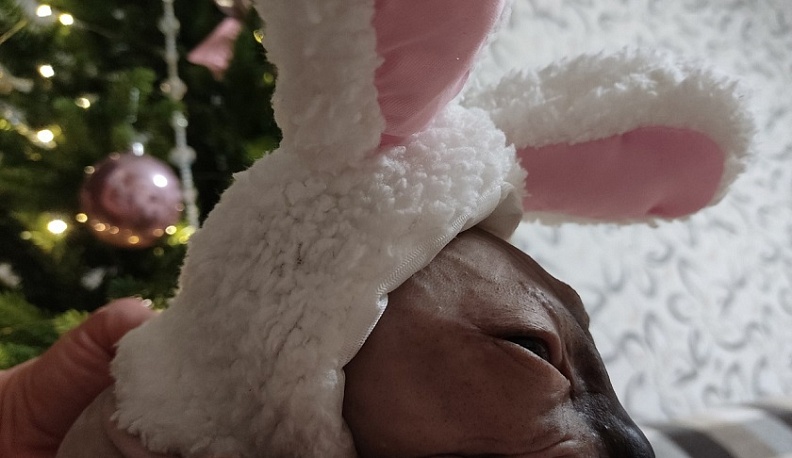 В Калуге на Новый год будет плюсовая температура