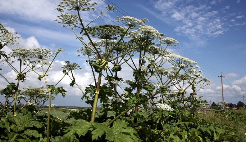 Борщевик под корень 