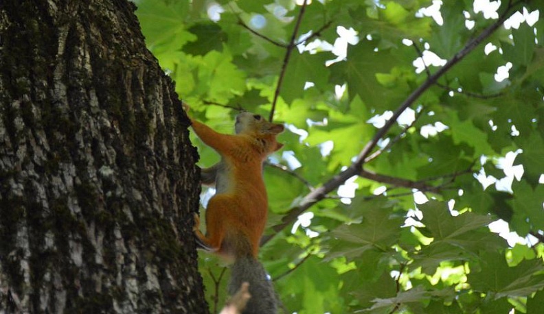 16 белок из Калуги переехали в Новгородскую область