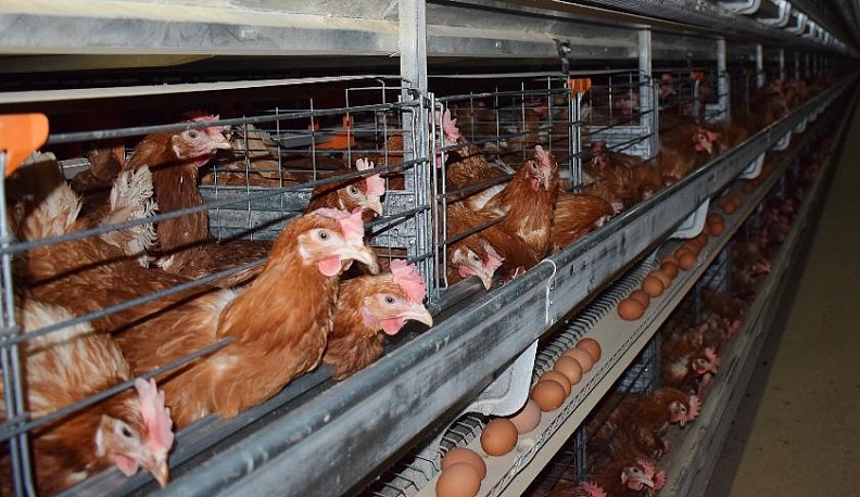 В «курином царстве» царит порядок