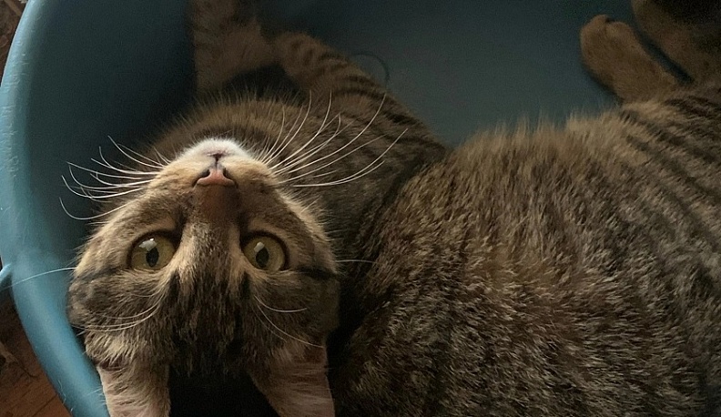 В городе Жиздра Калужской области ввели карантин из-за бешеной кошки