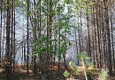 В Куйбышевском районе произошёл лесной пожар