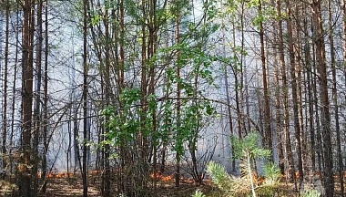 В Куйбышевском районе произошёл лесной пожар