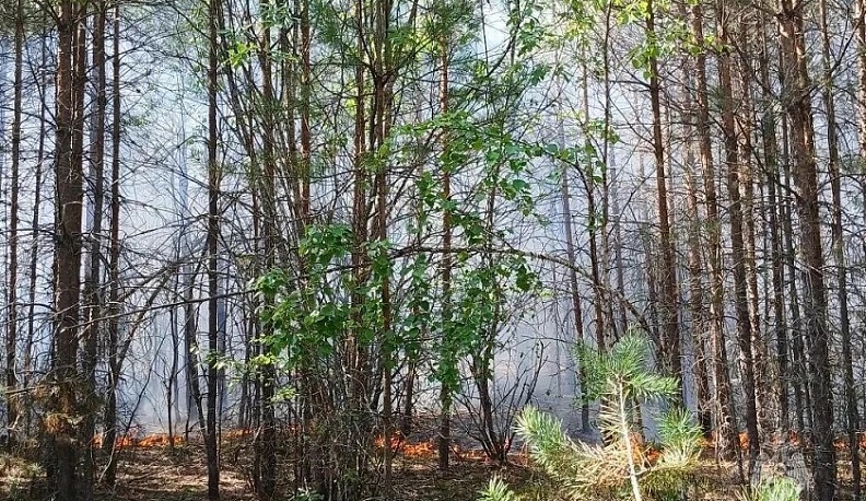 В Куйбышевском районе произошёл лесной пожар