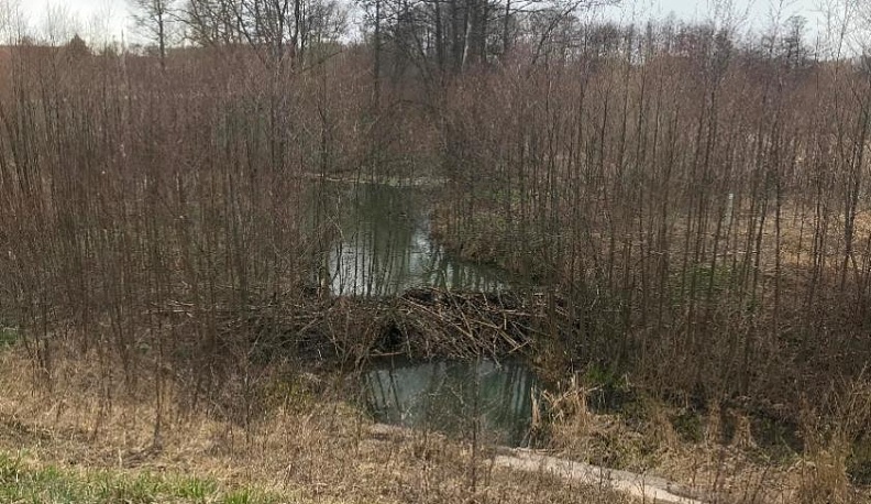 Вода в реке Росвянке соответствует природным показателям