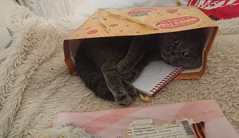 Дарите питомцу любовь