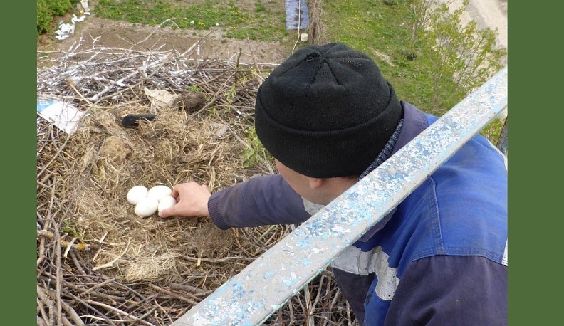 В Калужской области специалисты водоканала спасли дом аистов