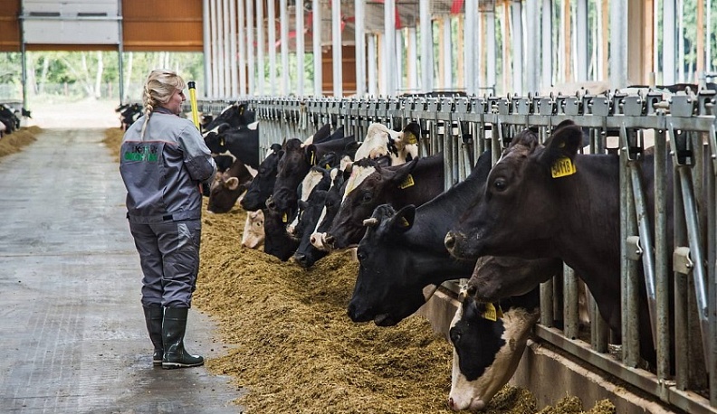 Более 600 тысяч тонн молока произвели в Калужской области за год