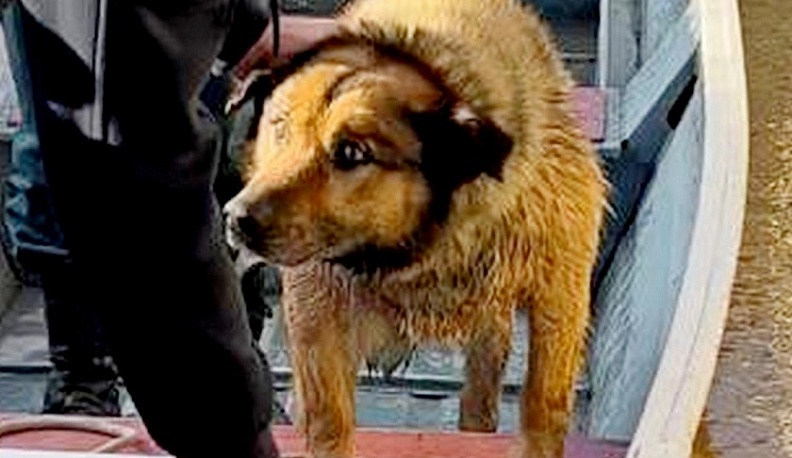 В Малоярославецком районе водолазы вытащили из наводнения собаку