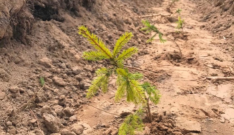 «Сад Памяти» в Людиново высадили в виде цифры 75