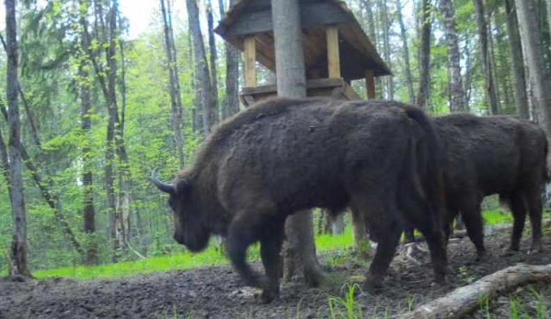 В национальном парке "Угра" фотоловушки сняли зубров и кабанчиков