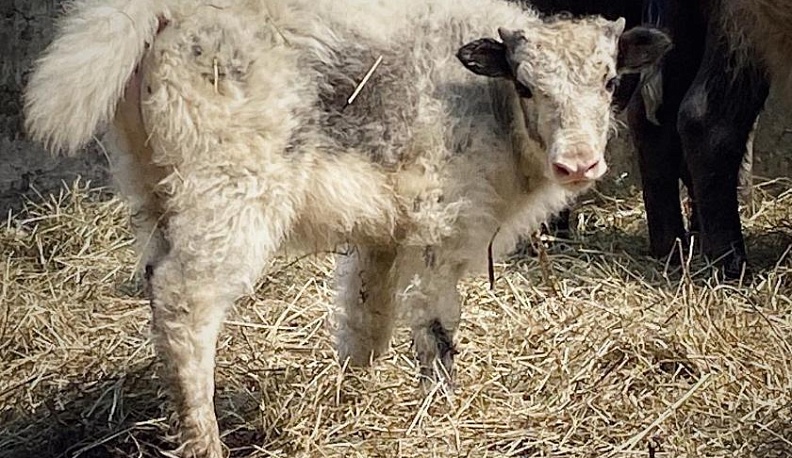 В калужском зоопарке выбрали имена теленку яка и дикобразику