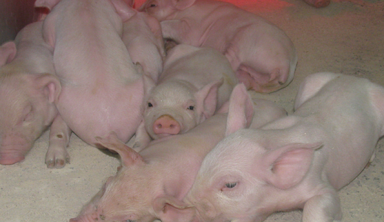 Не свинство, а свиноводство