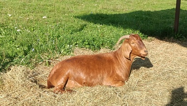 В 2025 году в Калужской области снизилось число очагов особо опасных заразных болезней сельскохозяйственных животных