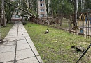 Последствия непогоды: в Обнинске повалены ветром семь деревьев