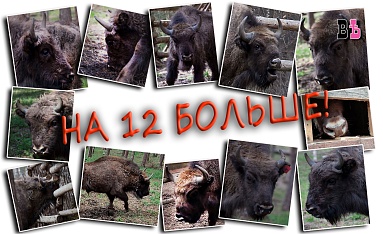 На 12 больше