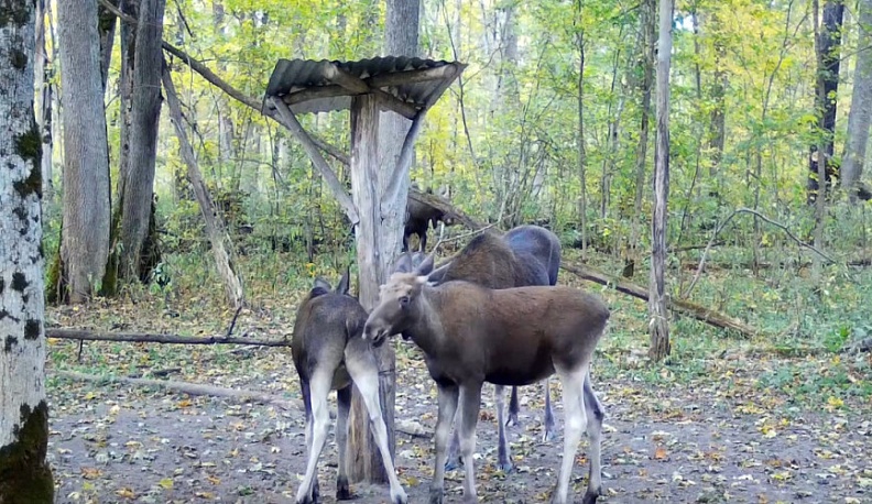 Сотрудники заповедника «Калужские засеки» показали попавшую в фотоловушку семью лосей