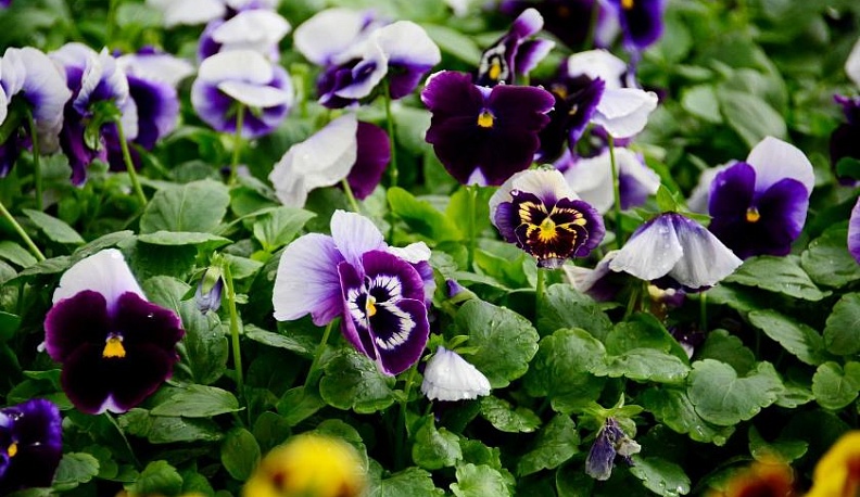 Время ярких красок