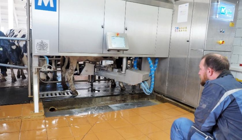 12% калужского молока дают роботизированные фермы