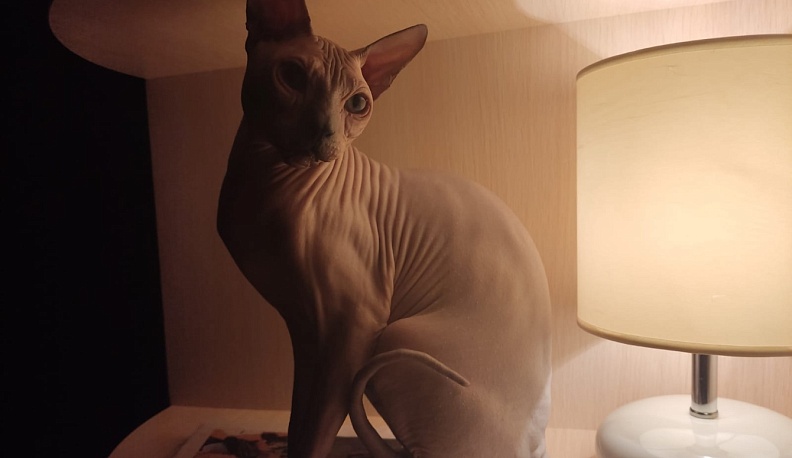 Калужанам напомнили о соблюдении правил содержания домашних животных 