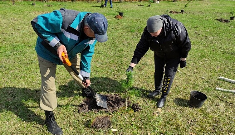 В Калужской области высадили 40 кедров в честь 350-летия Петра I