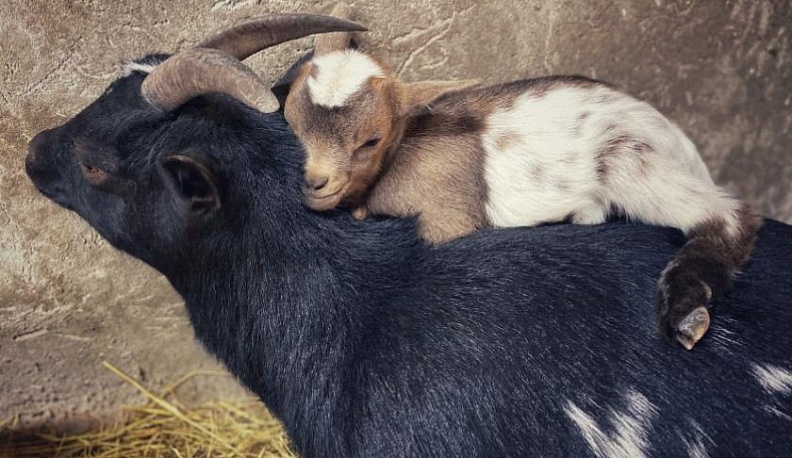 Бэби-бум в калужском зоопарке