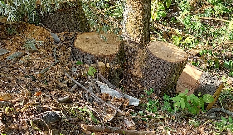 В поселке Мятлево Износковского района опилили 30 аварийных деревьев