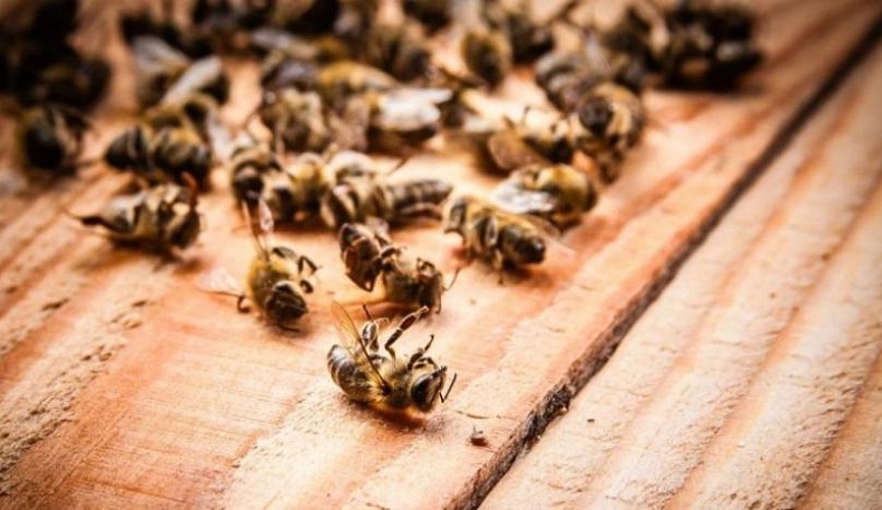 Первый заместитель губернатора и министр сельского хозяйства Калужской области обсудили проблему гибели пчел 