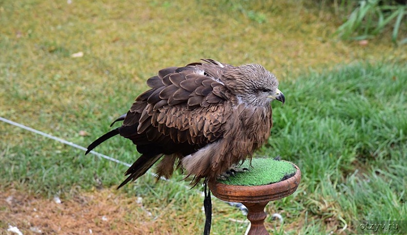 В калужском зоопарке нашли краснокнижных птиц
