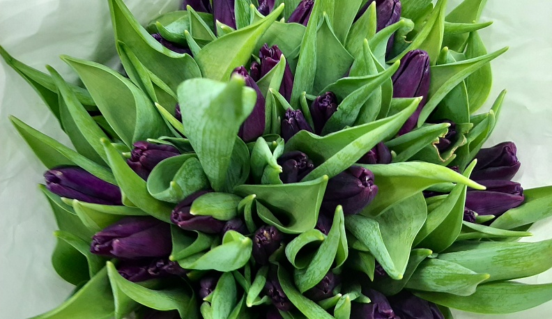 В Калуге к весенним праздникам вырастили 4 миллиона тюльпанов 