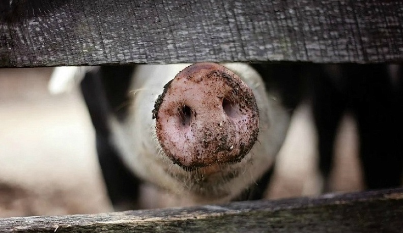 В Калужский регион вернулась африканская чума свиней