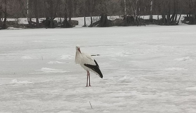 В Калужскую область вернулся первый аист
