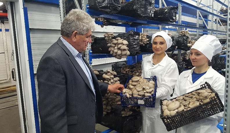 Есть вешенки, будут и опята