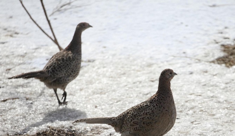 В Калужской области утвердили сроки весенней охоты 