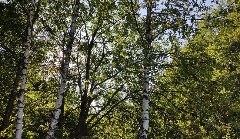 Инспекторы минприроды Калужской области не допустили незаконных рубок за месяц