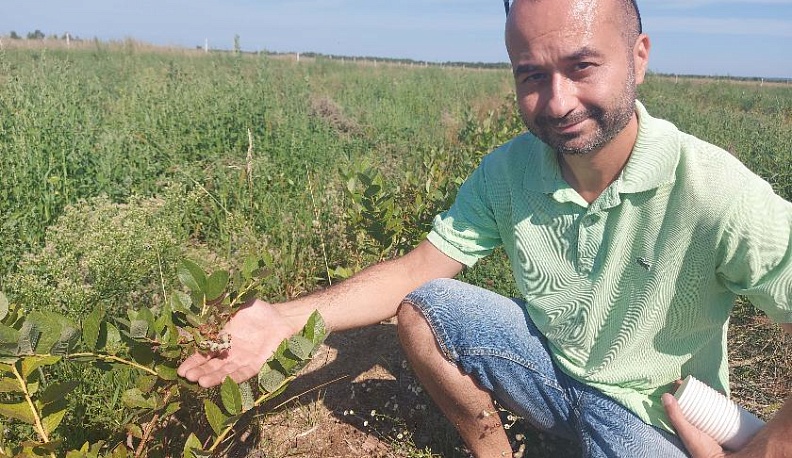 Прибыльная ягода