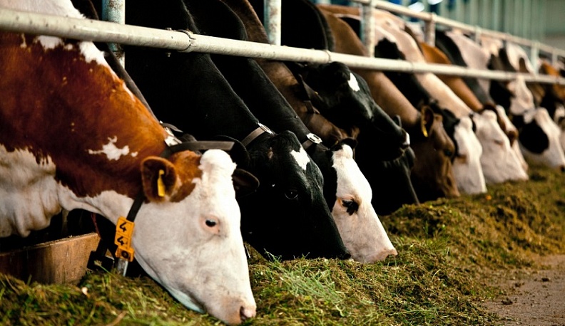 Калужские аграрии поделились своим опытом развития молочного животноводства